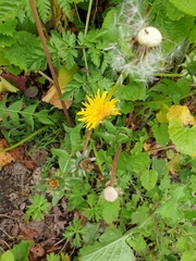 Taraxacum officinale