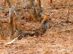 Callipepla douglasii