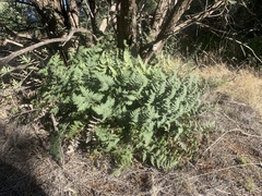 Cheilanthes eckloniana