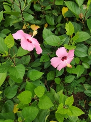 Hibiscus
