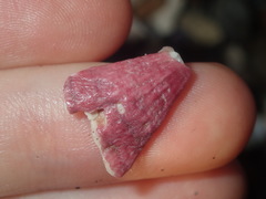 Megabalanus coccopoma