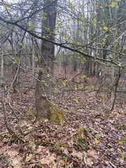 Crataegus stenosepala