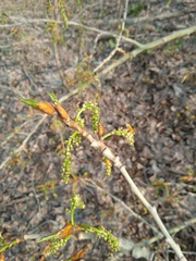 Populus × sibirica