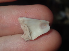 Megabalanus coccopoma