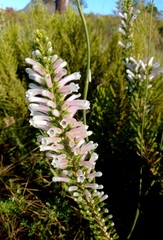 Erica perspicua