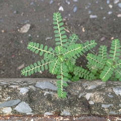 Phyllanthus amarus