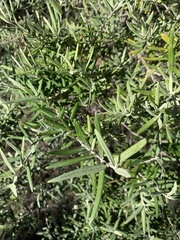 Buddleja saligna