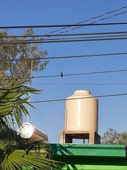 Cynanthus latirostris