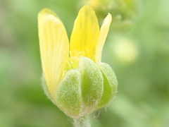 Ceratocephala testiculata