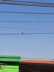 Cynanthus latirostris