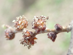 Ulmus pumila