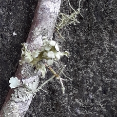 Ramalina culbersoniorum