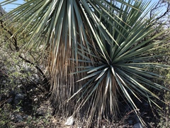 Yucca rigida