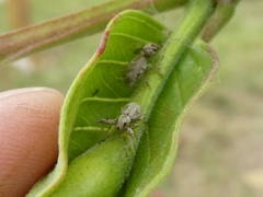 Pandeleteius defectus