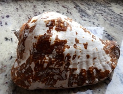 Titanostrombus galeatus