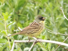 Emberiza personata