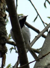 Motacilla alba