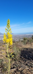 Bulbine cepacea