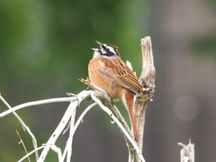 Emberiza cioides