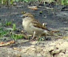 Passer domesticus