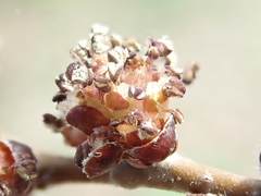 Ulmus pumila