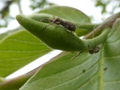 Pandeleteius defectus