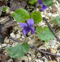 Viola odorata