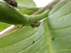 Pandeleteius defectus