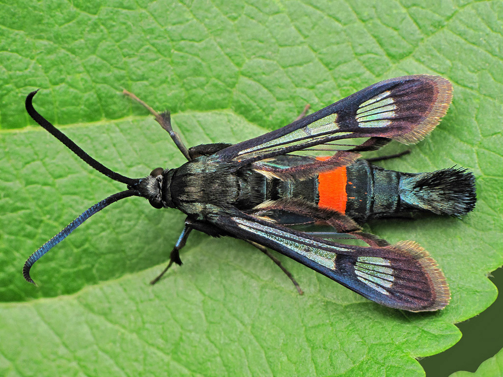 Red-belted Clearwing Moth
