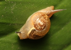 Sheldoniinae