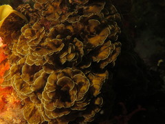 Exallosorus harveyanus