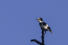 Lanioturdus torquatus