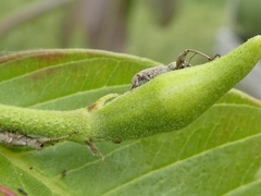 Pandeleteius defectus