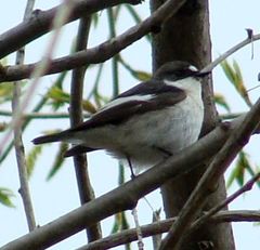 Ficedula hypoleuca