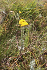 Helichrysum glomeratum