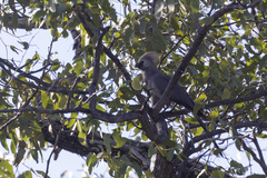 Corythaixoides concolor pallidiceps