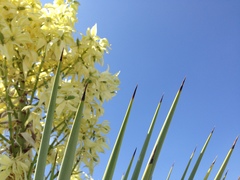 Yucca rigida