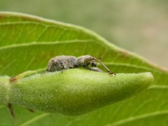 Pandeleteius defectus