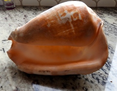 Titanostrombus galeatus