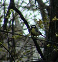 Parus major