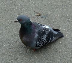 Columba livia