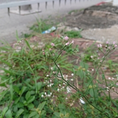 Cyanthillium cinereum