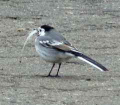 Motacilla alba
