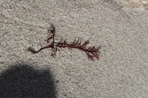 Pterosiphonia cloiophylla