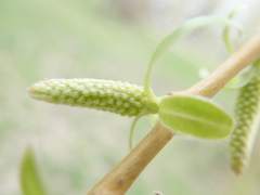 Salix alba