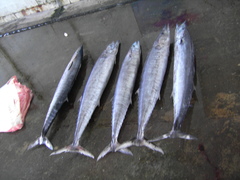 Acanthocybium solandri