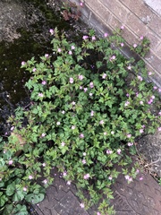 Geranium robertianum