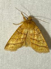 Pyreferra hesperidago