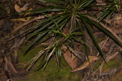 Dianella caerulea assera
