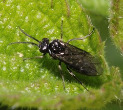 Empria